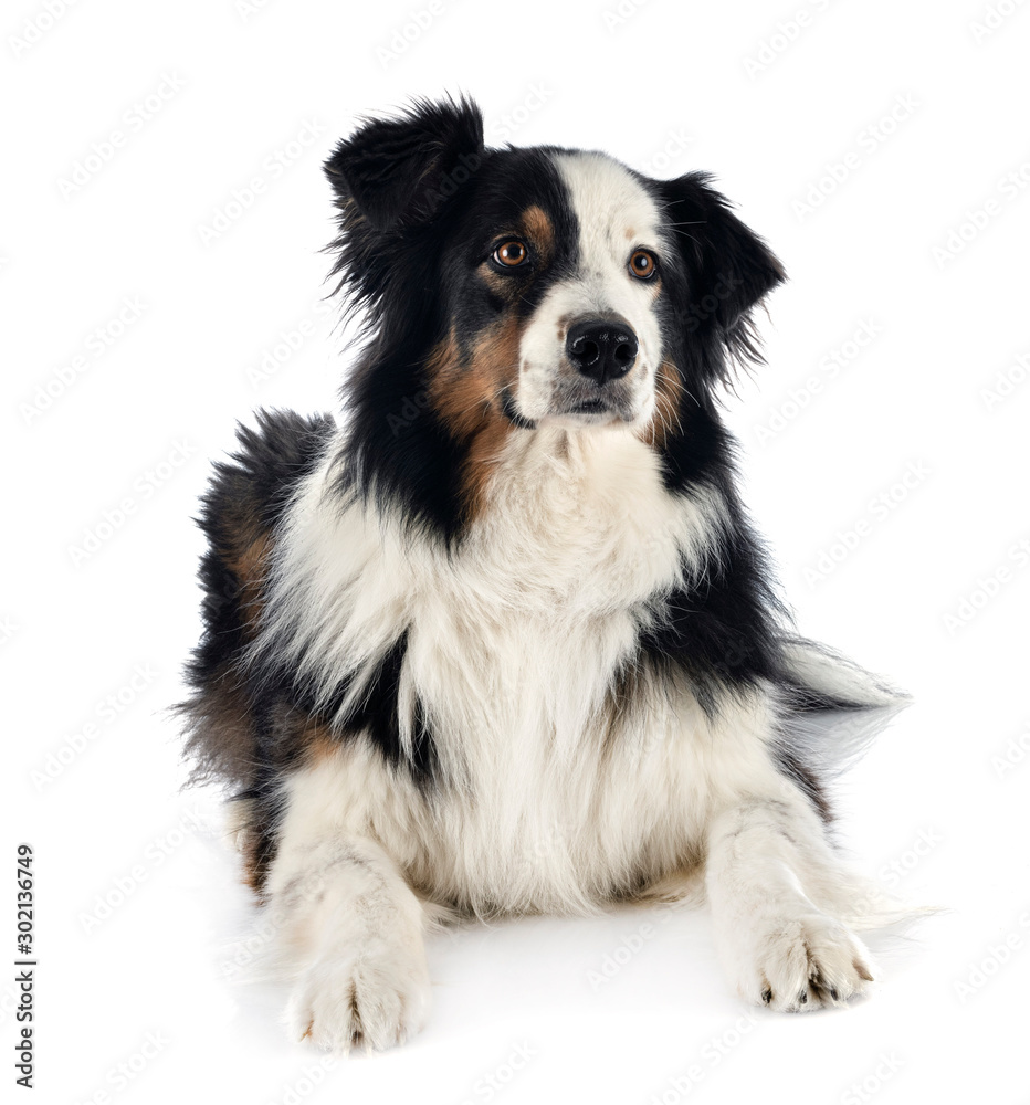 australian shepherd in studio australian shepherd in studio