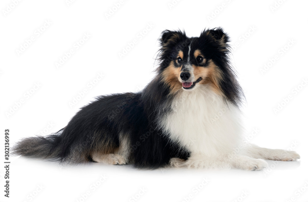 shetland sheepdog in studio shetland sheepdog in studio