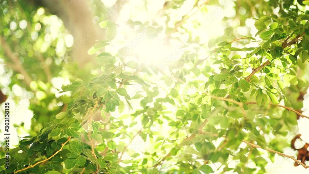 Nature background. Beautiful Sun shine through the blowing on wind tree green leaves. Blurred abstract bokeh with sun flare. Sunlight. Sun flare . Sunrays peaking through fresh leaves Nature background. Beautiful Sun shine through the blowing on wind tree green leaves. Blurred abstract bokeh with sun flare. Sunlight. Sun flare . Sunrays peaking through fresh leaves