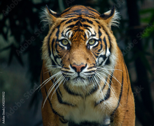 A proud Sumatran Tiger prowling and looking straight at the camera