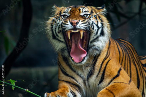 Fényképezés A proud Sumatran Tiger with a huge growl and baring teeth