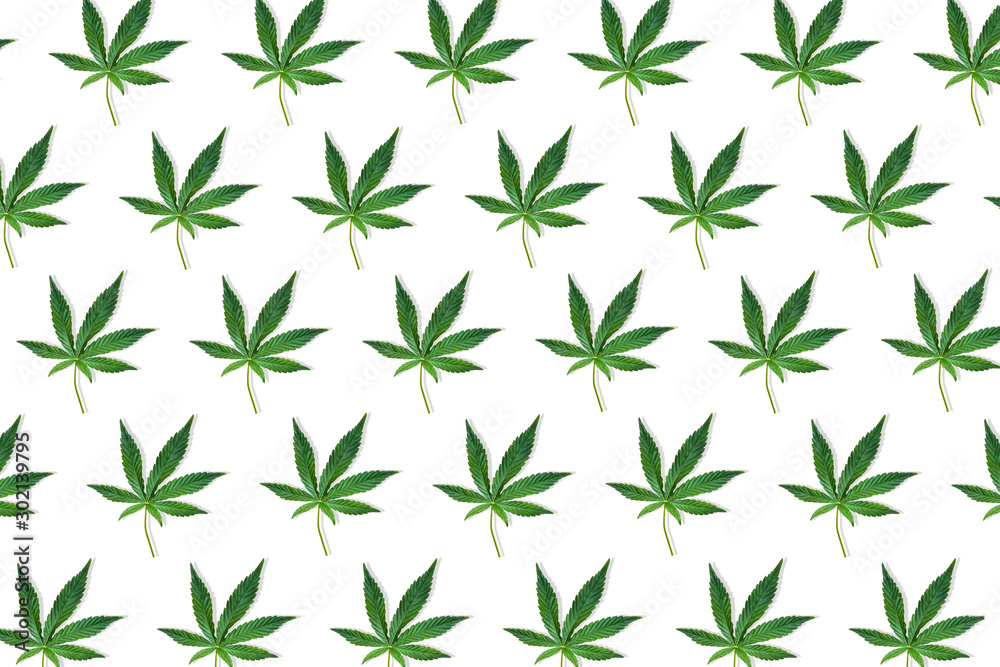 Fototapeta premium Hemp or cannabis leaf pattern on white background.