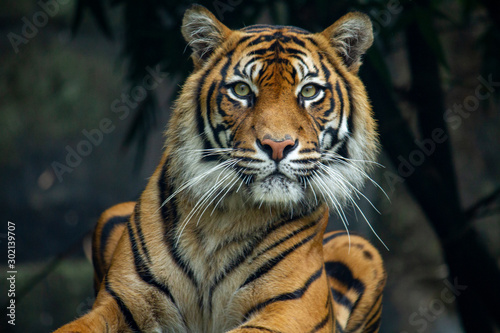 An inquisitive Sumatran Tiger looking directly at the camera