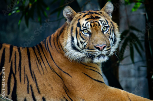 Landscape image of a Sumatran Tiger