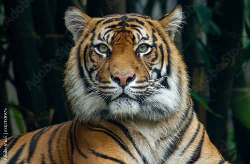 Proud Sumatran Tiger laying down and looking straight at the camera