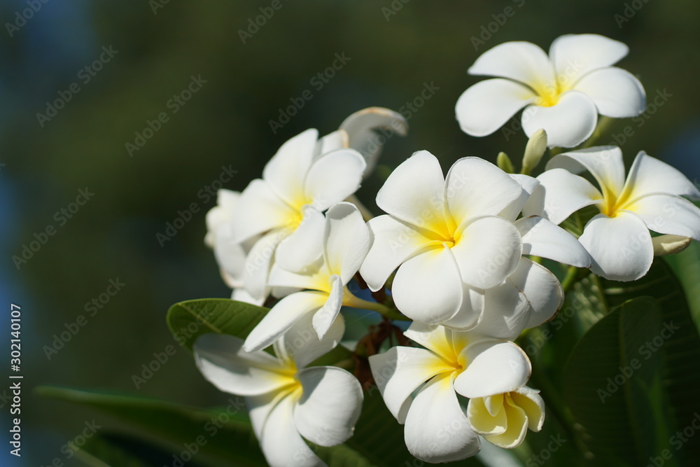 Plumeria flowers are good, white on a bright day.