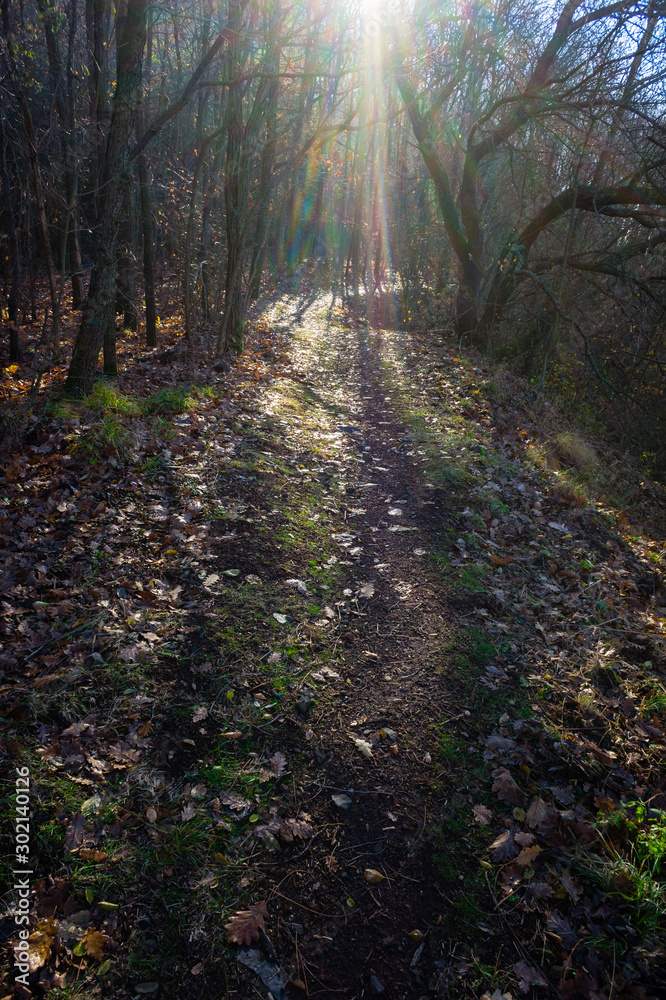 Fototapeta premium hiking trail walkway footpath lane at november forest, fallen leaves and tree shadow