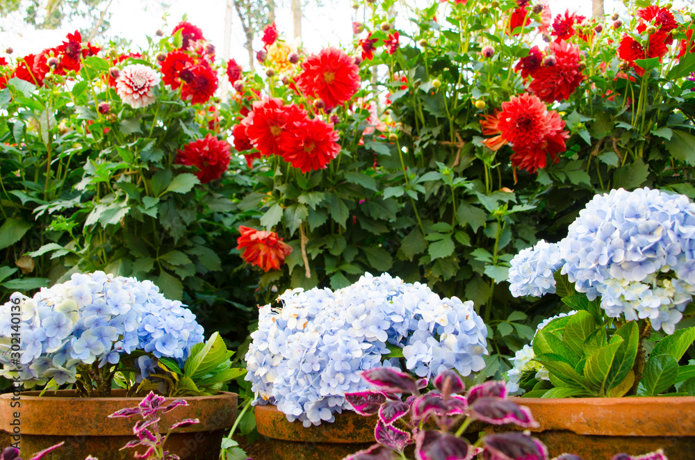 Flower Garden Flower Garden