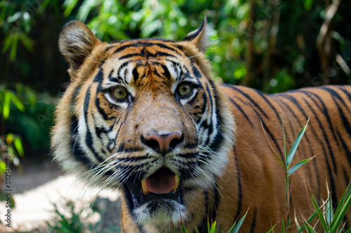 Sumatran Tiger close up prowling