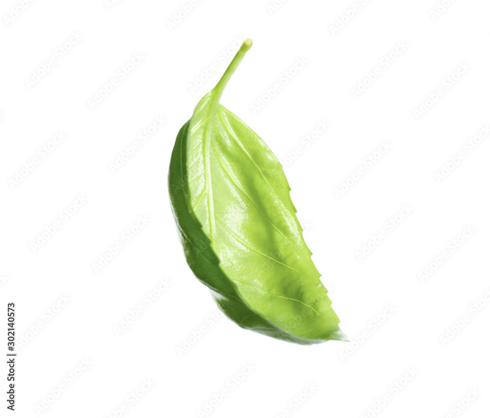 Fresh green basil leaf isolated on white Fresh green basil leaf isolated on white