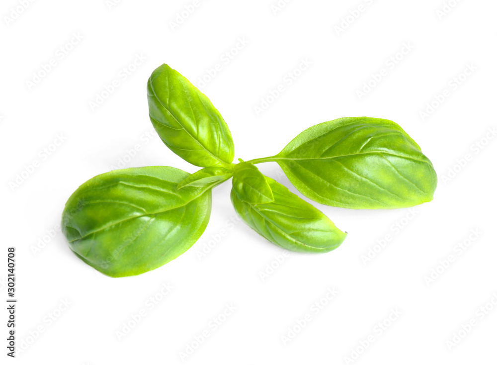 Fresh green basil leaves isolated on white Fresh green basil leaves isolated on white