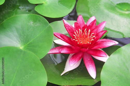 Lily lotus flowers bright red petal patterns blooming with water drops on green leaves background in natural pond close up