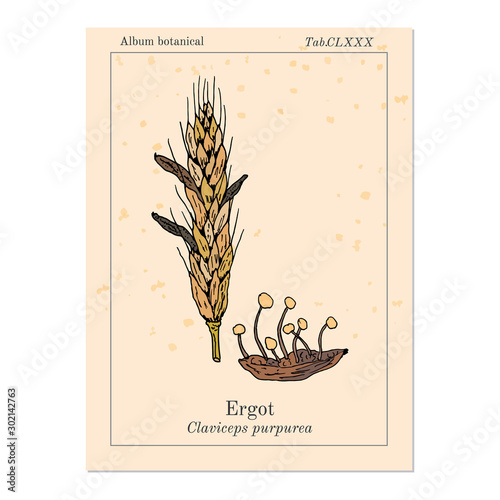 Ergot fungi Claviceps purpurea , medicinal plant photo