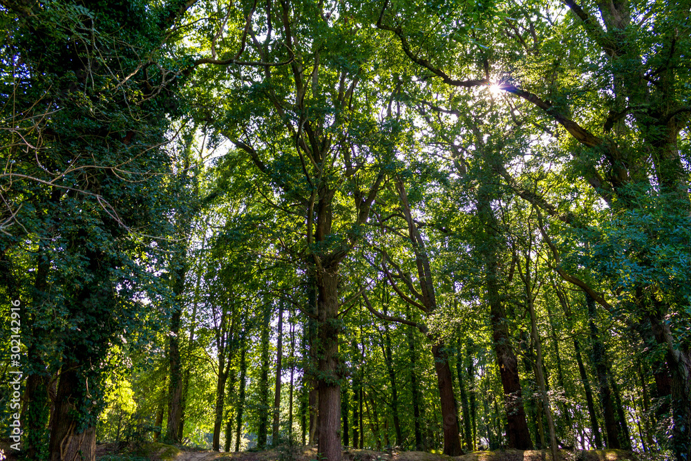 Fototapeta premium Lovely sunny day in Goffs Park Crawley England