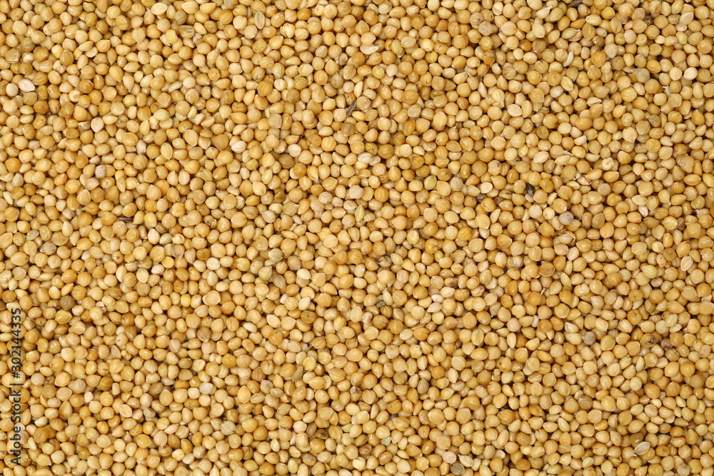 millet background millet background