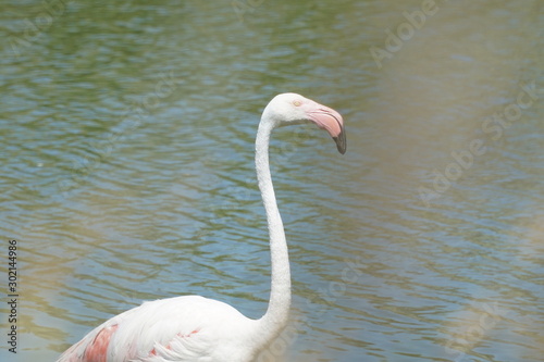 Flamingo spotted in france part 2