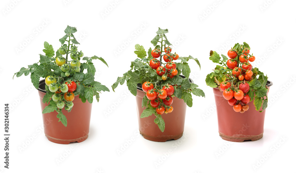 Fresh cherry tomato plant in a jar on white background