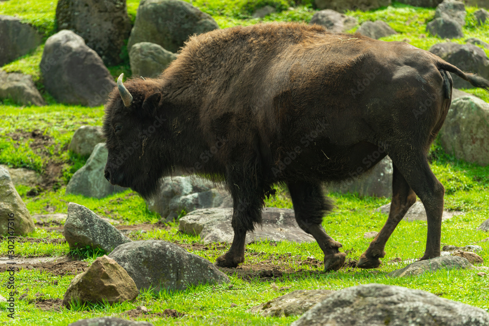 Fototapeta premium サファリパーク
