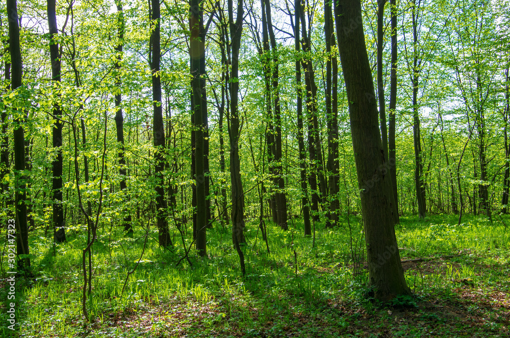Forest trees. nature green wood sunlight backgrounds