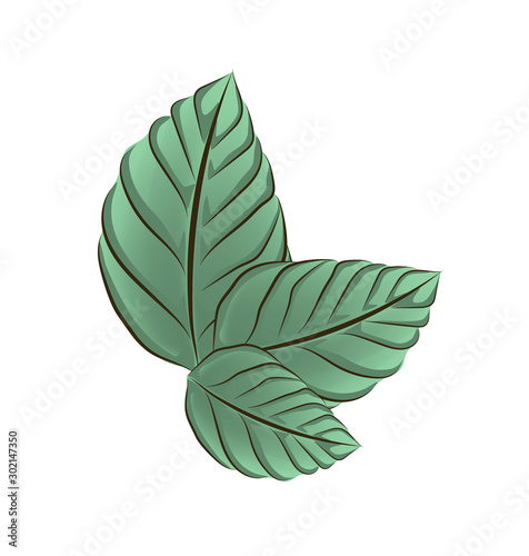 mint leaves. vector illustration. EPS 10.