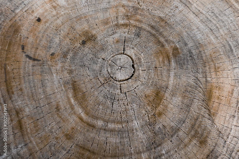Fototapeta premium old wood texture