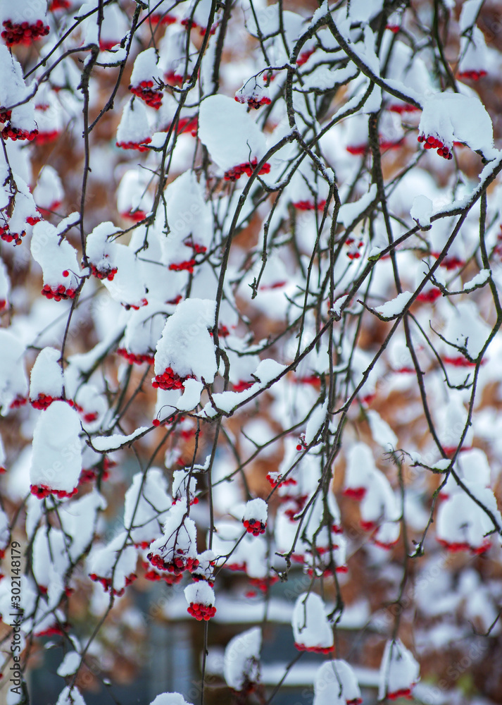 Background with bright red berries of mountain ash under snow Background with bright red berries of mountain ash under snow