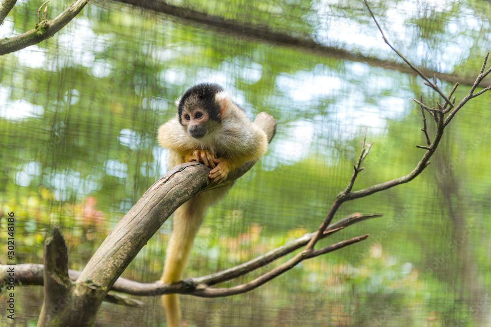 Obraz premium サファリパーク