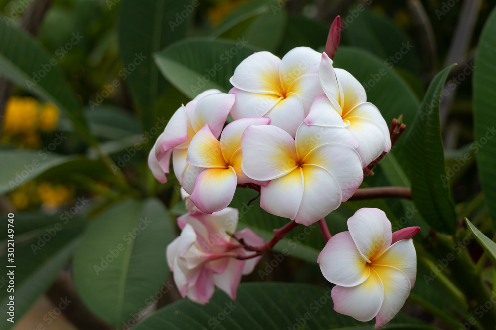 Fototapeta premium Plumeria
