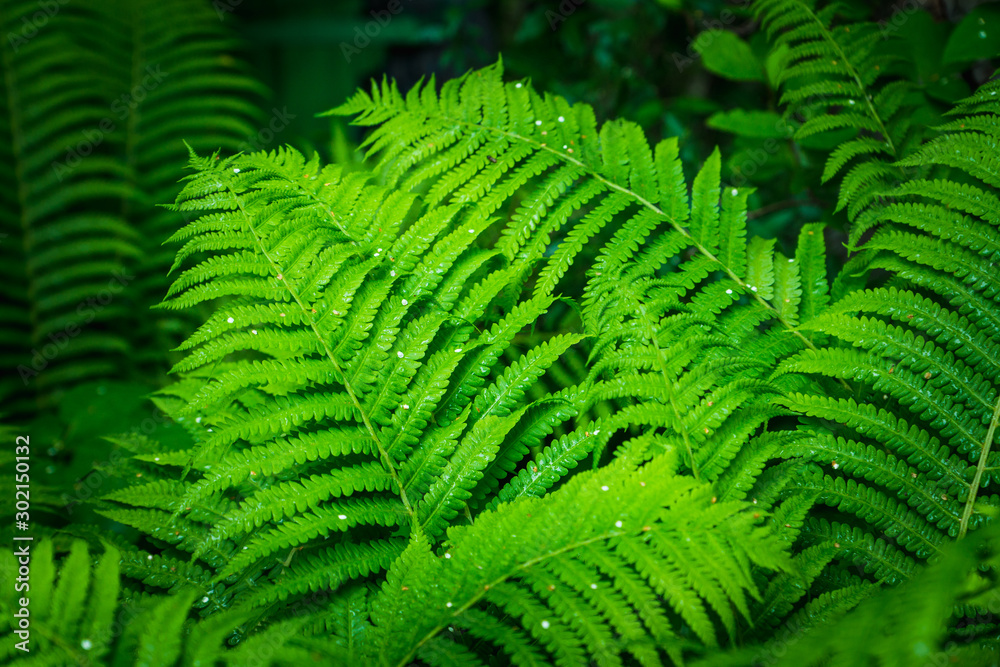 Beautiful fern leaves in the forest. Selective focus.