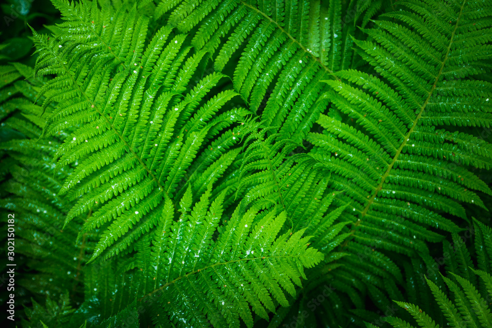 Beautiful fern leaves in the forest. Selective focus. Beautiful fern leaves in the forest. Selective focus.