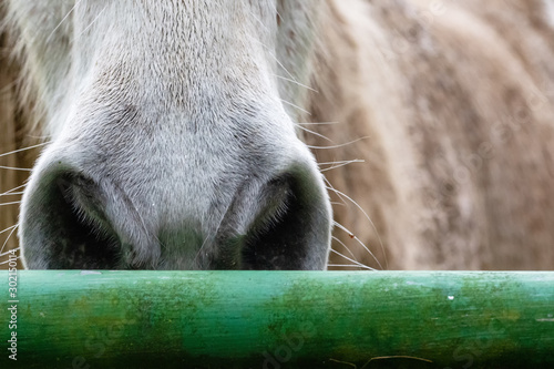 Close-up of muzzle of a horse © Philipimage