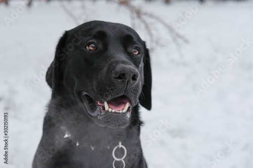 Black Labrador dog looking directly at the camera a sad look. Retriever dark color on snowy street.