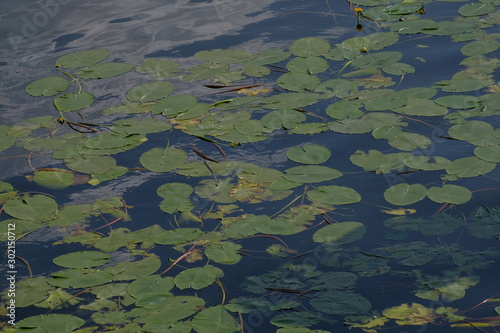 water lilies growing in the swamp