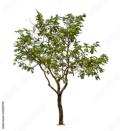 Fototapeta Naklejka Na Ścianę i Meble -  The big and green tree isolated on white background. Beautiful and robust trees are growing in the forest, garden or park.