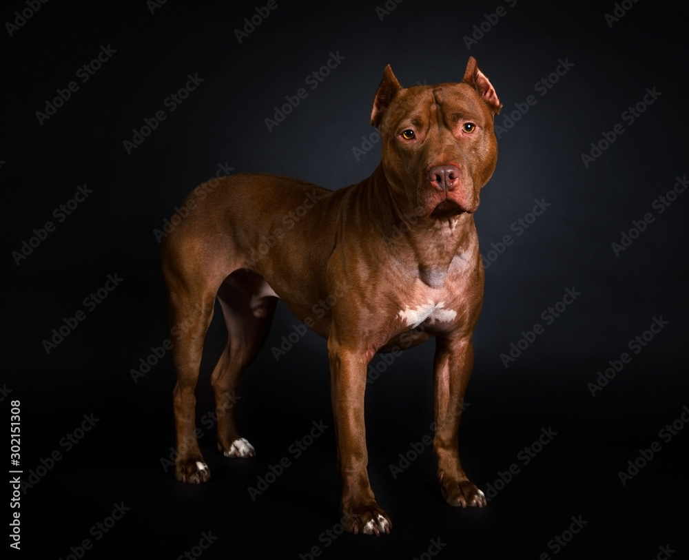 American Pit Bull Terrier dog standing on a black background