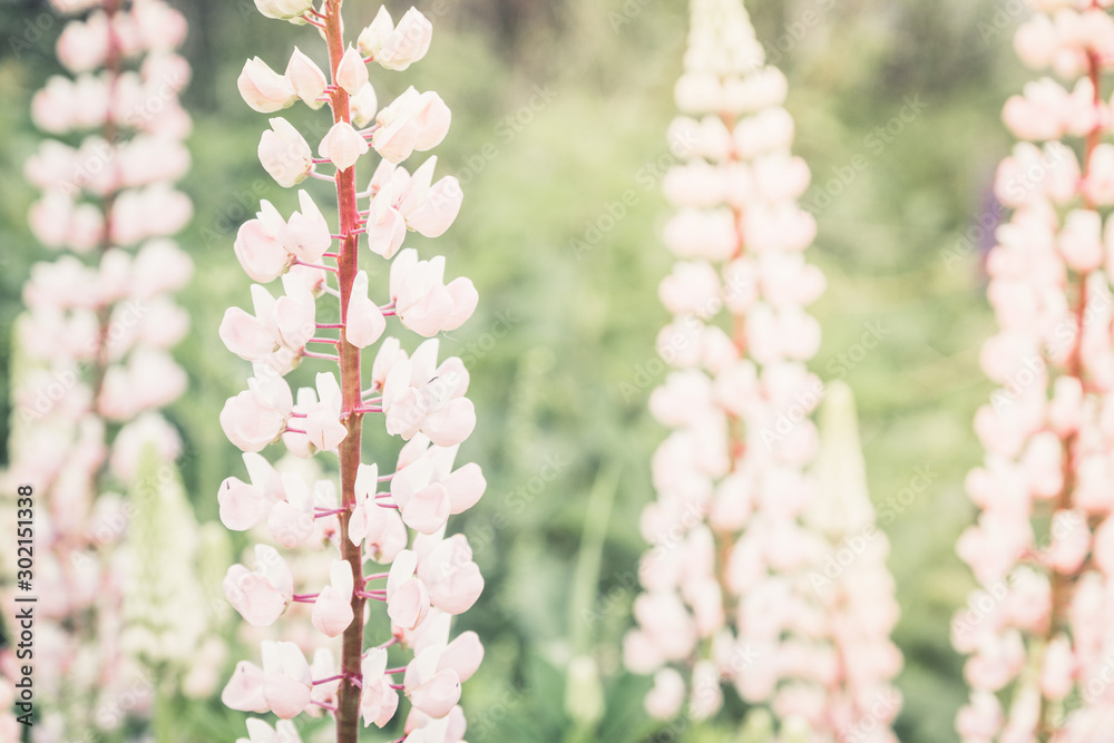 Lupine flowers different colors on the field. Selective focus. Lupine flowers different colors on the field. Selective focus.