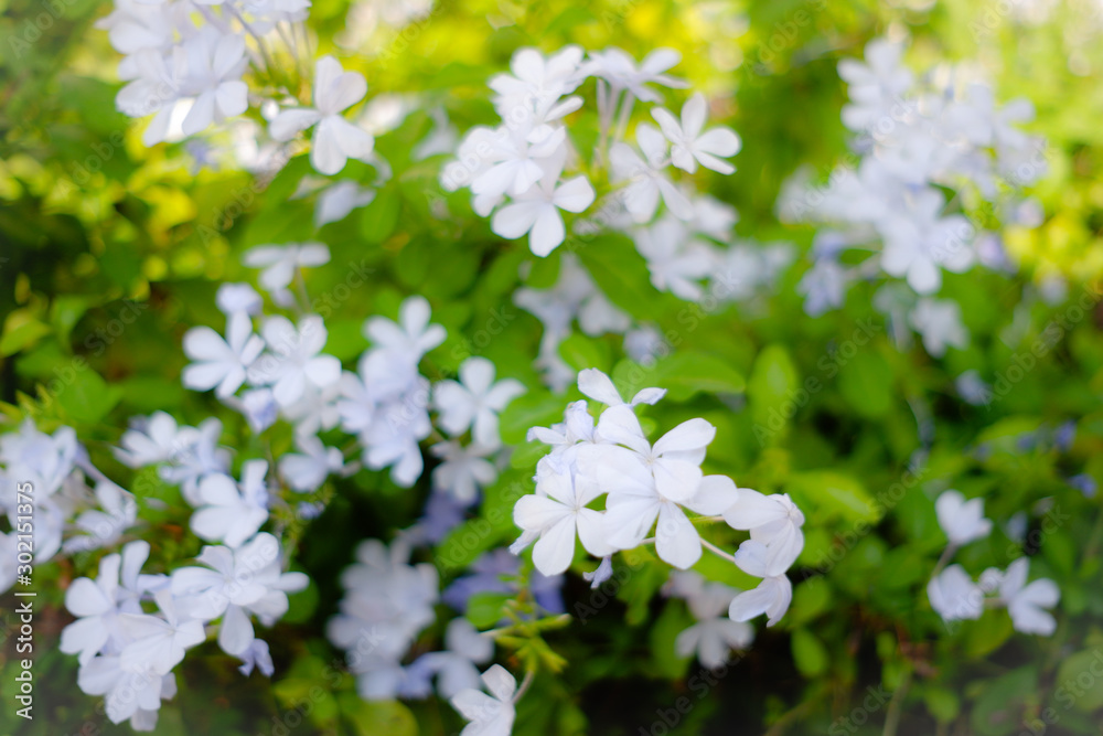 white flowers of a tree white flowers of a tree