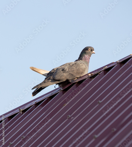 pigeons on the roof against the sky