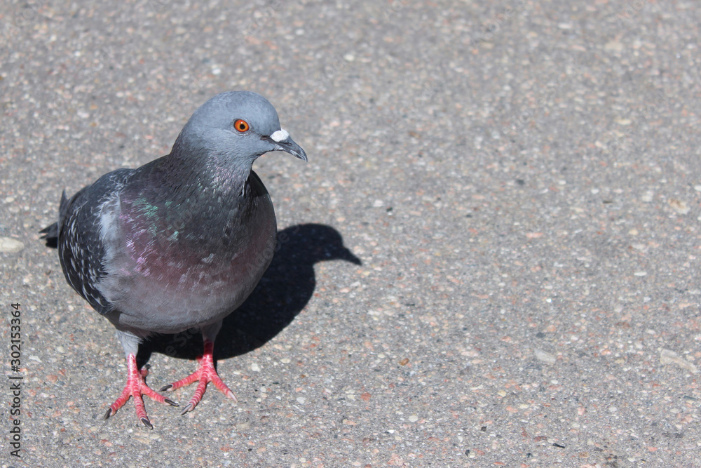 Obraz premium Gray pigeon on gray asphalt on the street. One pigeon in the park, close view.