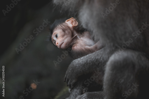 Photography Portrait of baby long-tailed monkey holding on to mother
