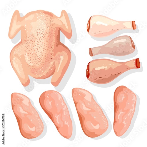 Meat ingredients for cooking festive dishes. Whole poultry and its parts breasts, leg quaters, drumsticks. Fresh chicken, turkey, goose, duck for Christmas evening or Thanksgiving day. Big vector set.