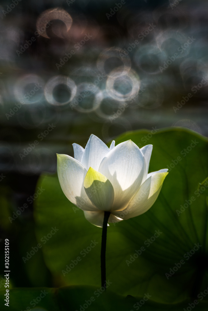 Obraz premium Single White lotus flower blooming at pond- nature photography
