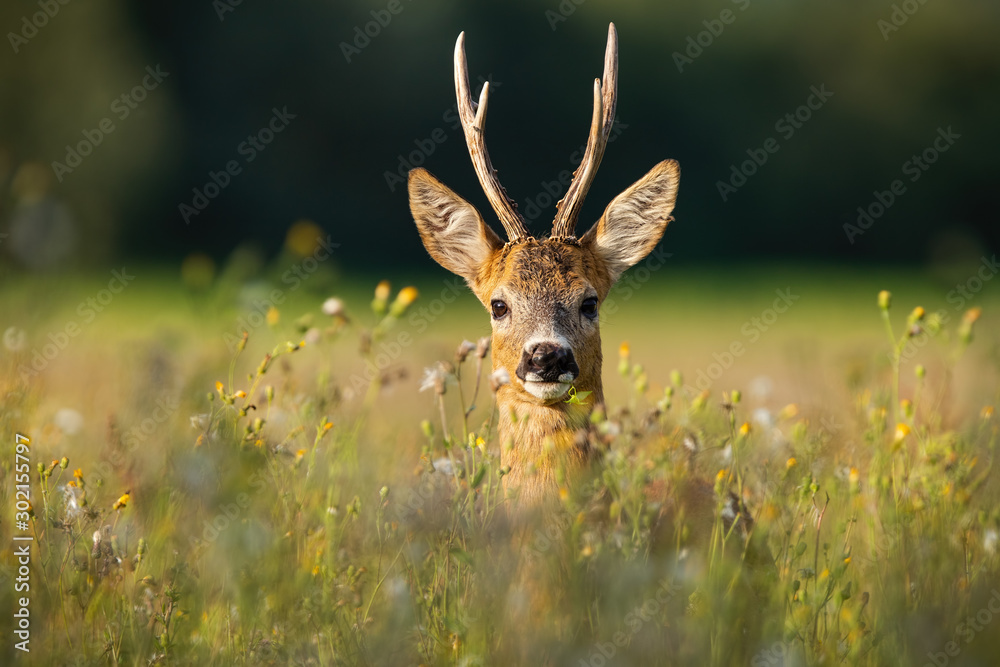 Adult roe deer, capreolus capreolus, buck with long antlers hidden in grass with wildflowers looking. Close-up of dominant wild deer in nature facing camera in summer at sunrise.