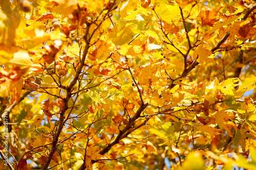 close up autumn leaves on tree. autumn background. selective focus.