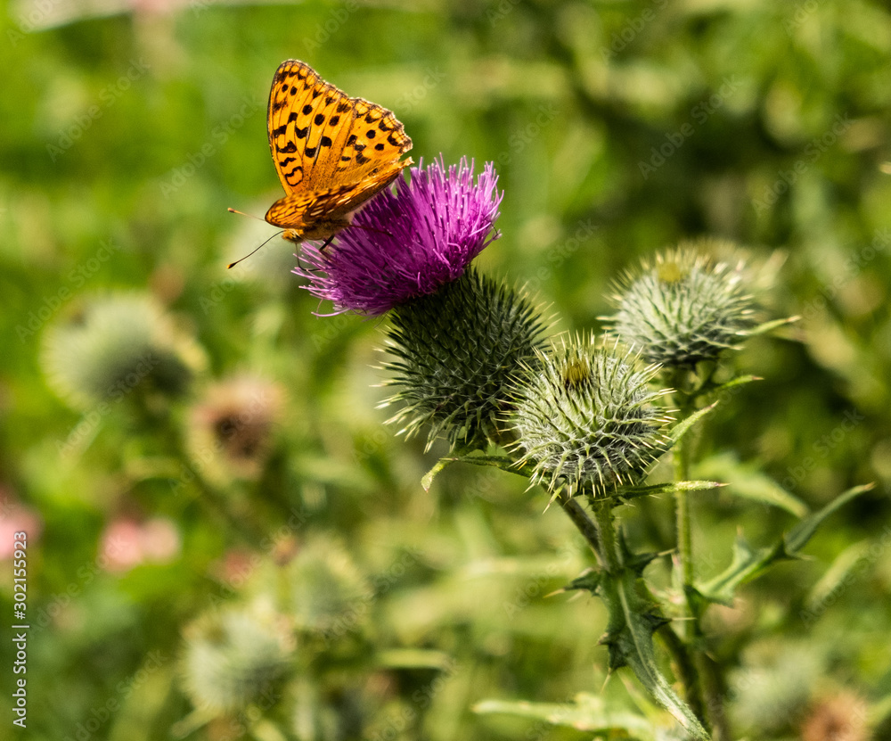 Obraz premium Papillon dans la nature
