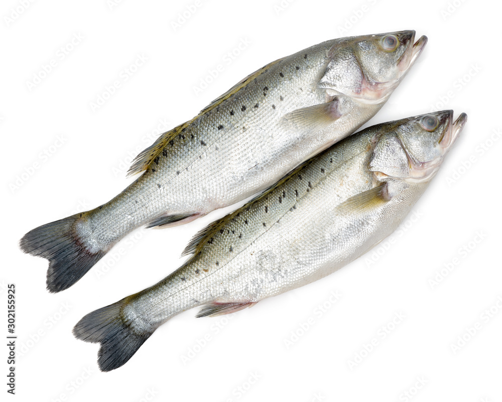 Canada Striped bass whole fresh fish, also called Atlantic striped bass, striper, linesider, rock or rockfish, product of Canada, isolated on white background. Canada Striped bass whole fresh fish, also called Atlantic striped bass, striper, linesider, rock or rockfish, product of Canada, isolated on white background.