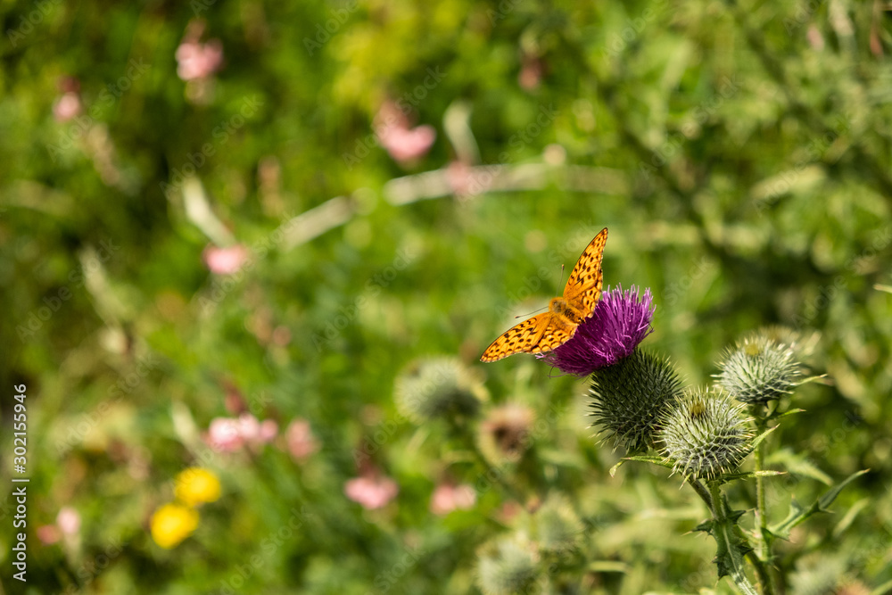 Papillon dans la nature Papillon dans la nature