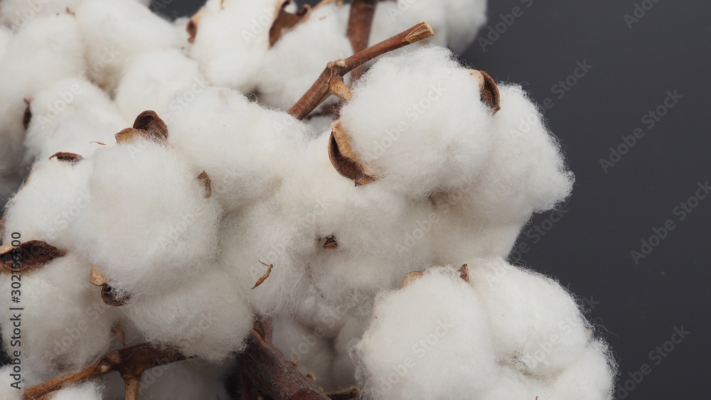 Close up of Cotton flowers on black background. Close up of Cotton flowers on black background.