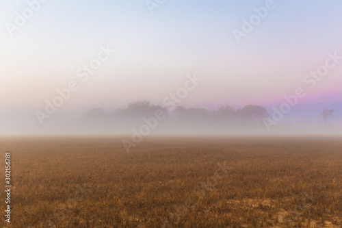 Nebel über einem Feld