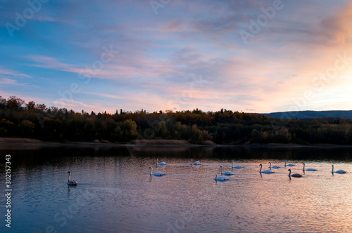 white swans at sunset and saturated sky